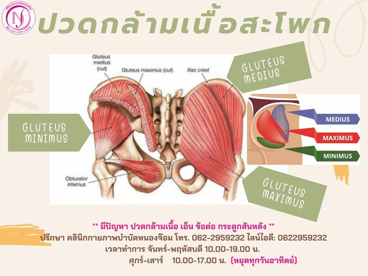 กายวิภาคกล้ามเนื้อสะโพก Gluteus Medius Minimus Maximus